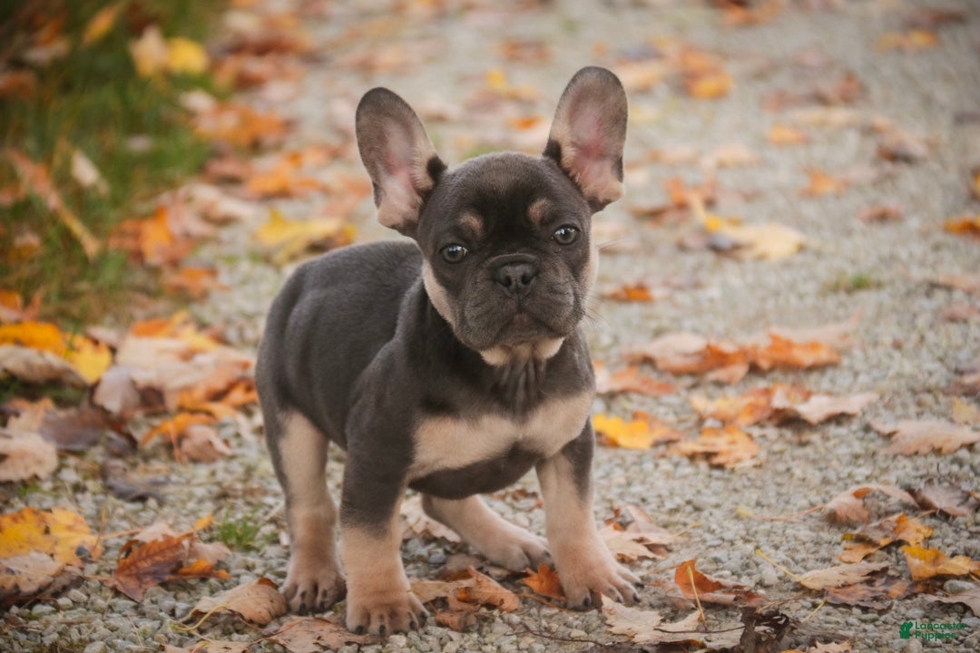 French Bulldog dogs for sale: Casey French Bulldog  - Ad 1