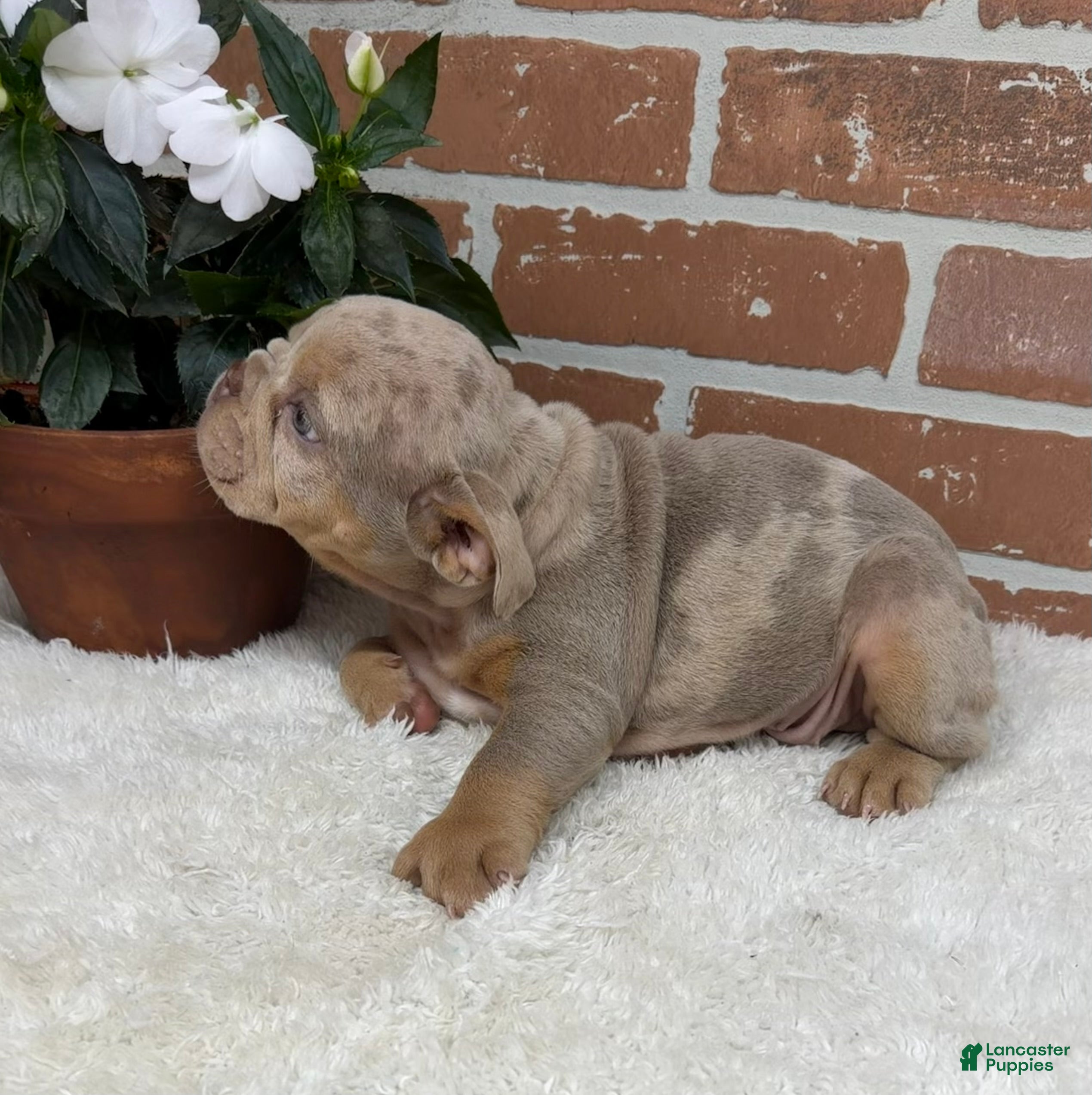 English Bulldog dogs Sophie - Ad 2