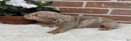 English Bulldog dogs for sale: Sophie - Ad 2