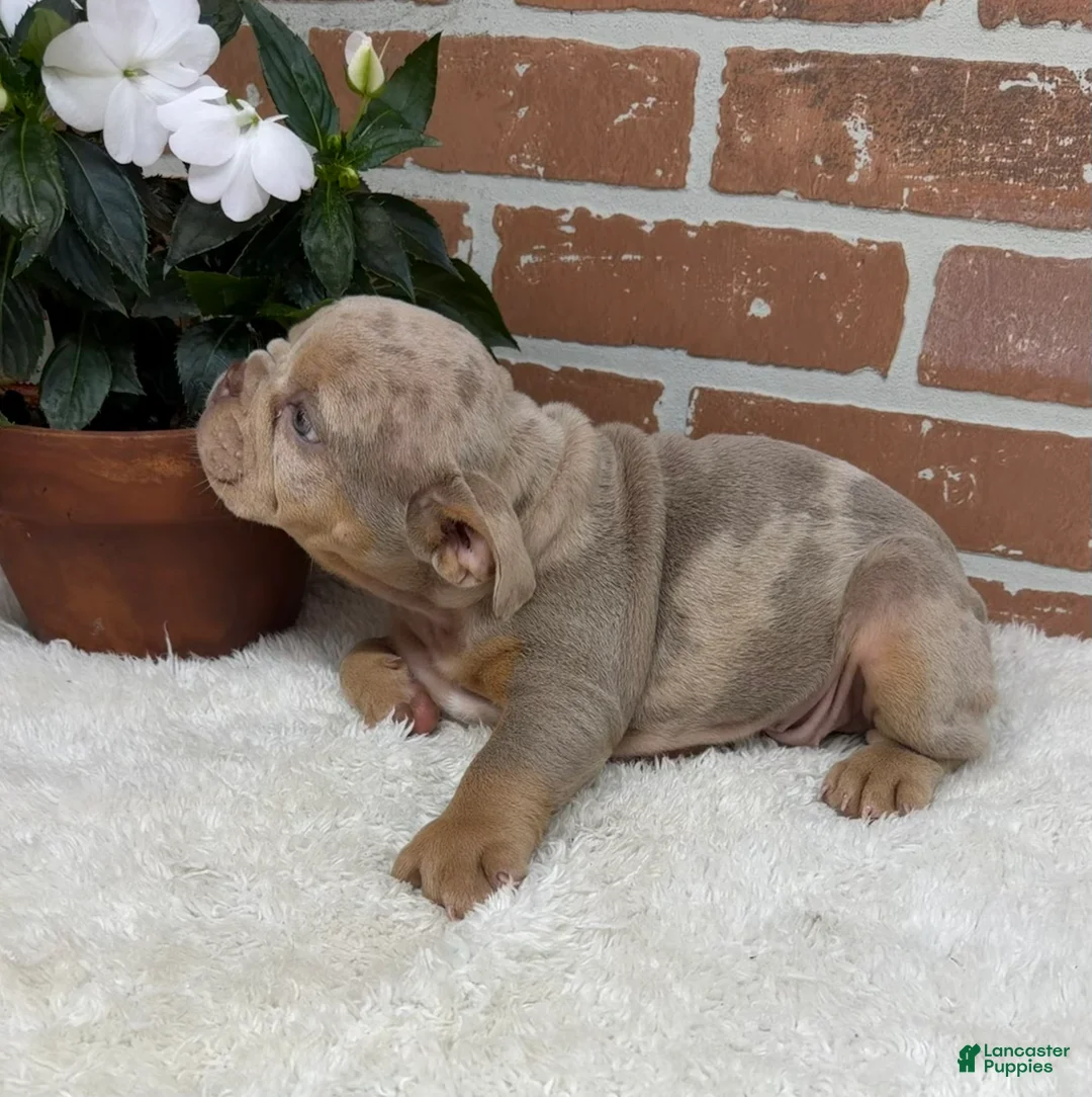 English Bulldog dogs for sale: Sophie - Ad 2