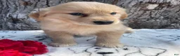 Mixed Breed dogs for sale: Bubbles - Ad 3