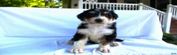 Bernedoodle dogs for sale: Smiley - Ad 9