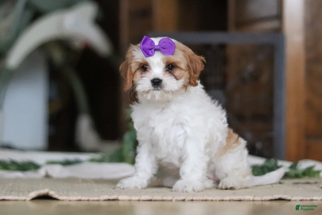 Cavapoo dogs for sale: Sasha - Ad 4