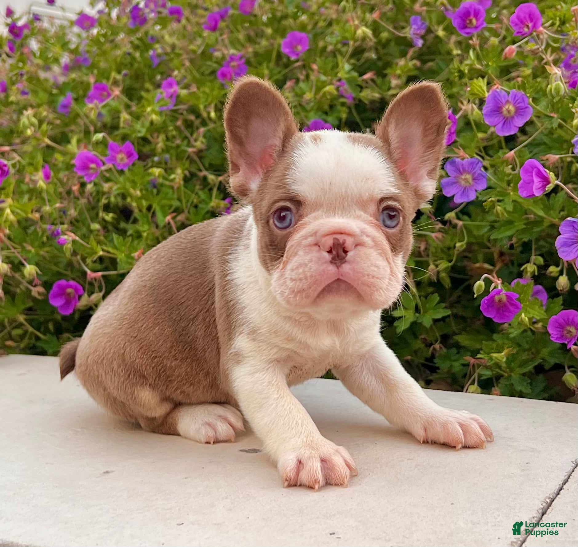 French Bulldog dogs Addi - Ad 1