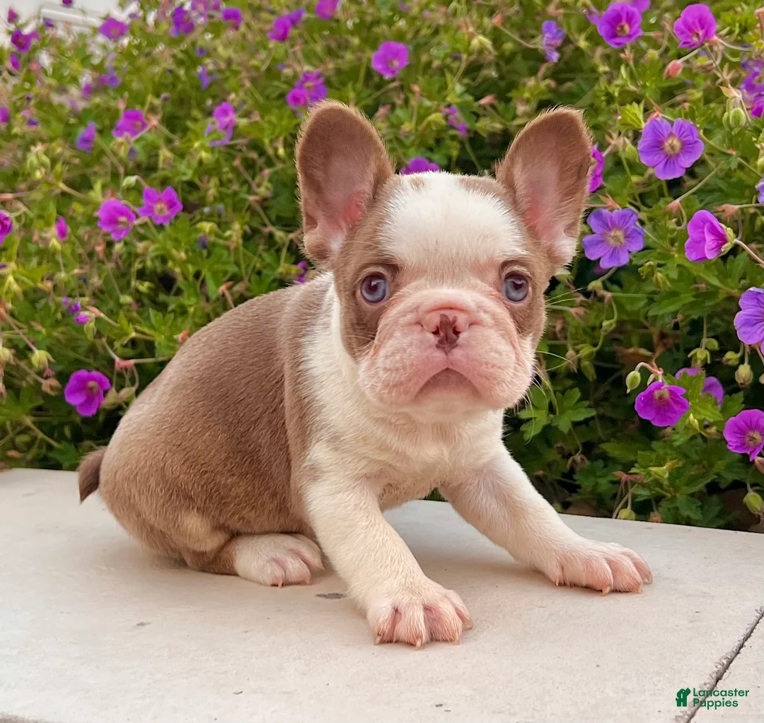 French Bulldog dogs for sale: Addi - Ad 1