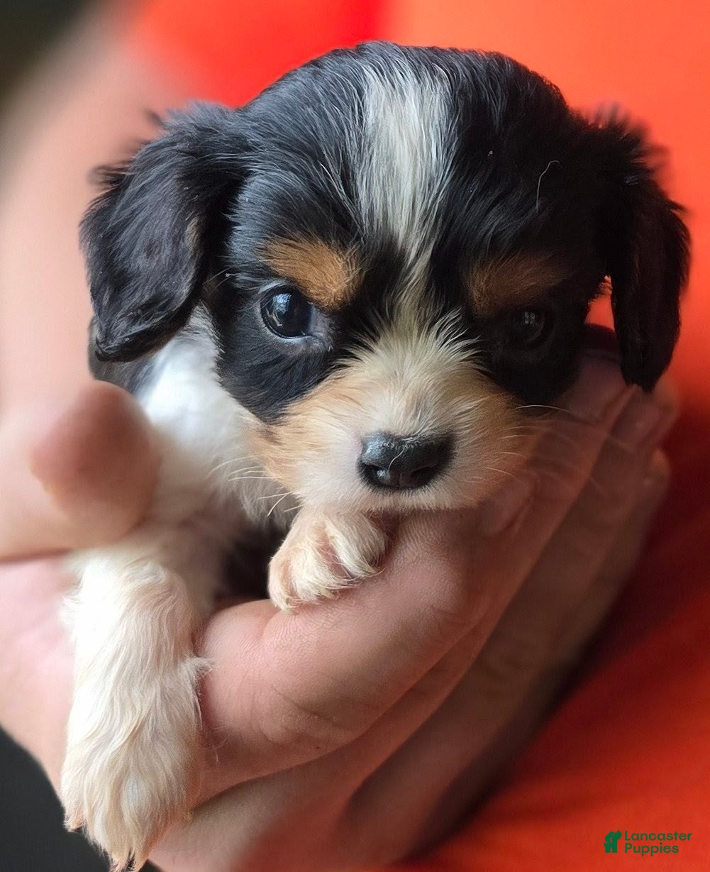 Cavalier King Charles Spaniel dogs Charity - Ad 1