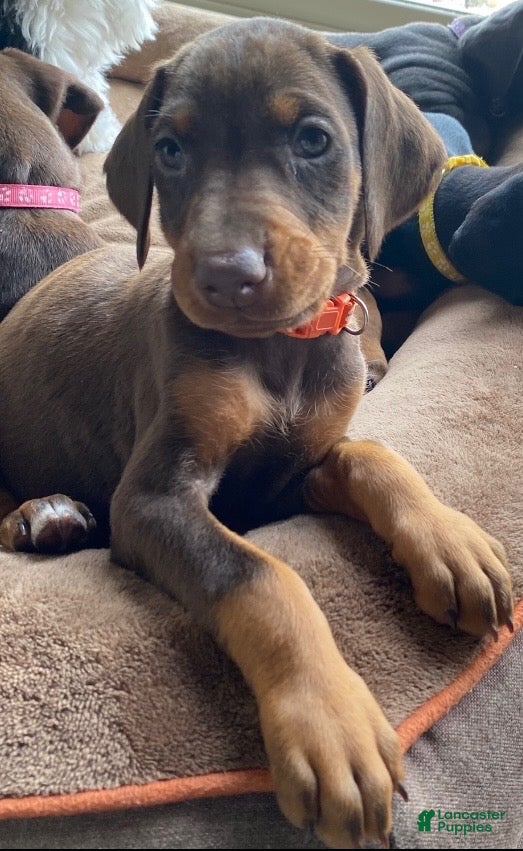 Doberman Pinscher dogs Princess  - Ad 29