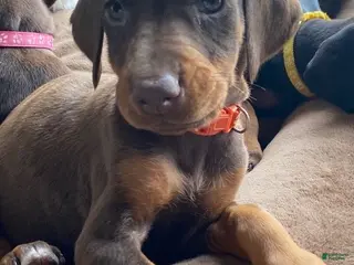 Doberman Pinscher dogs Princess - Ad 29