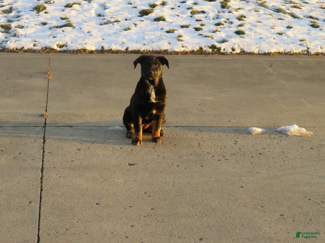 German Shepherd dogs for sale: Millie - Ad 7