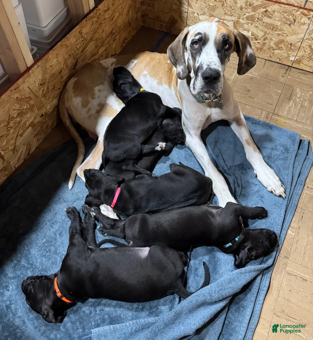 Great Dane dogs for sale: Tobie - Ad 24