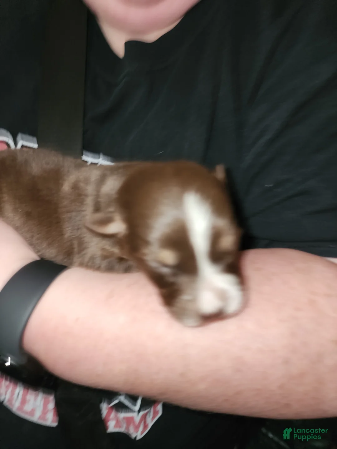 Australian Shepherd dogs for sale: Australian Shepherd 7 - Ad 2