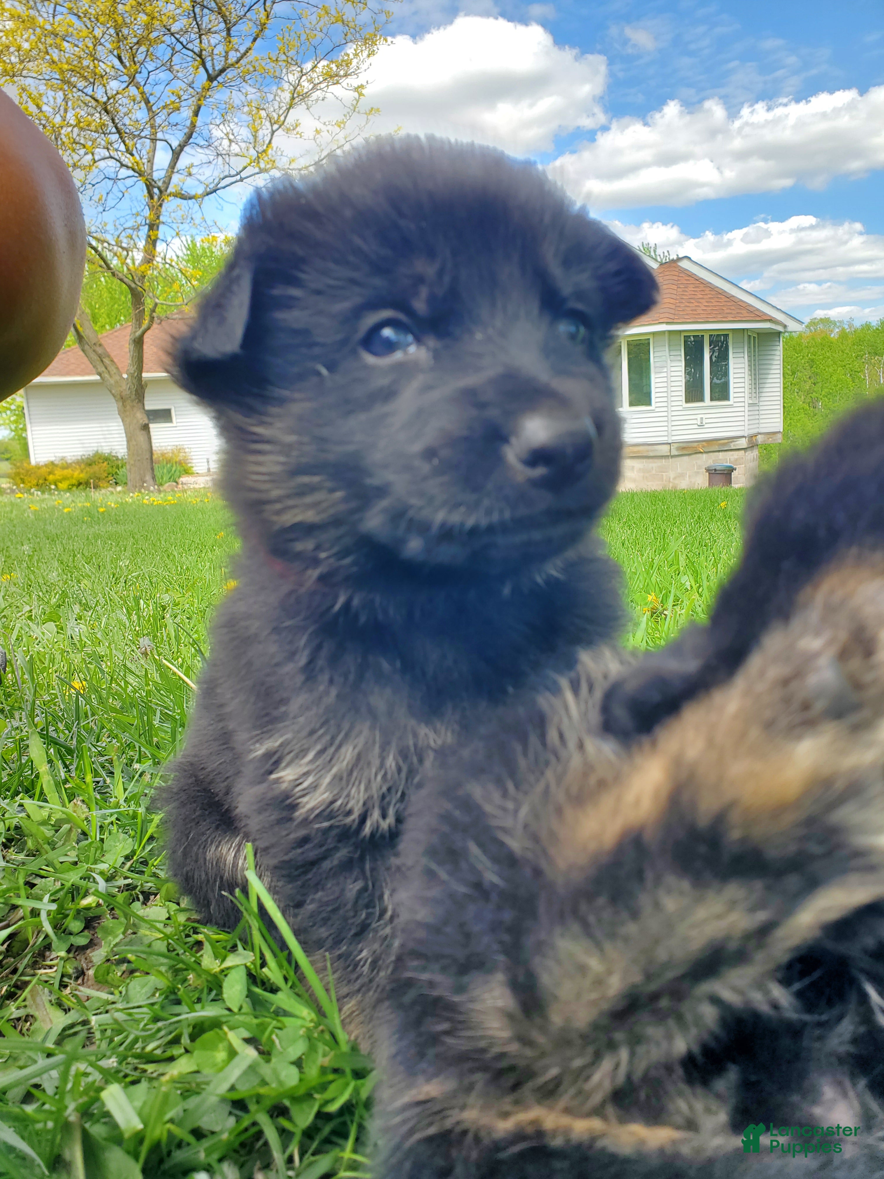 German Shepherd dogs Alpha - Ad 10