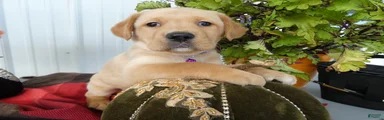 Labrador Retriever 4 Sasha