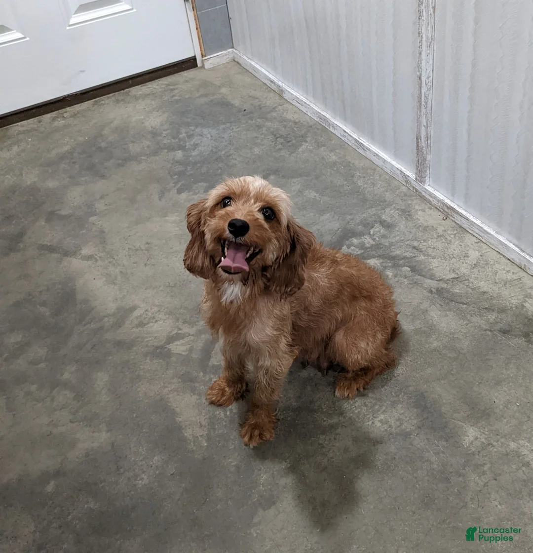 Cavapoo dogs for sale: Arnold - Ad 6
