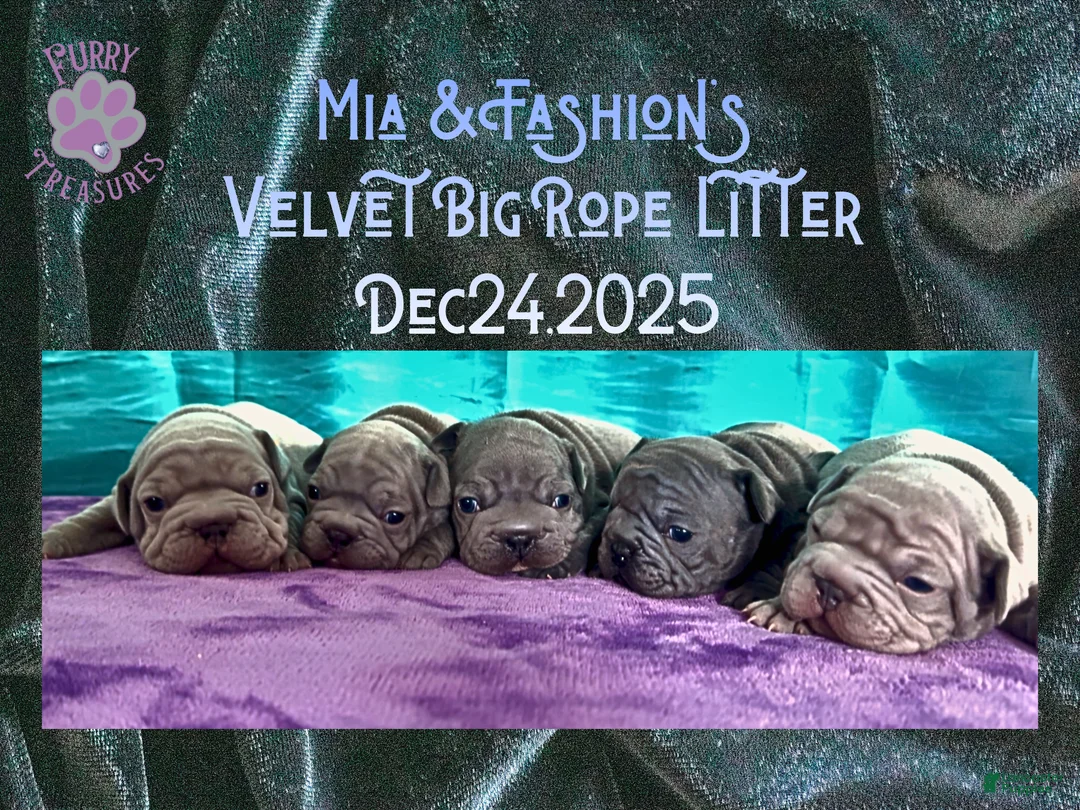 French Bulldog dogs for sale: Prestyn “Orange” Collar Male - Ad 13