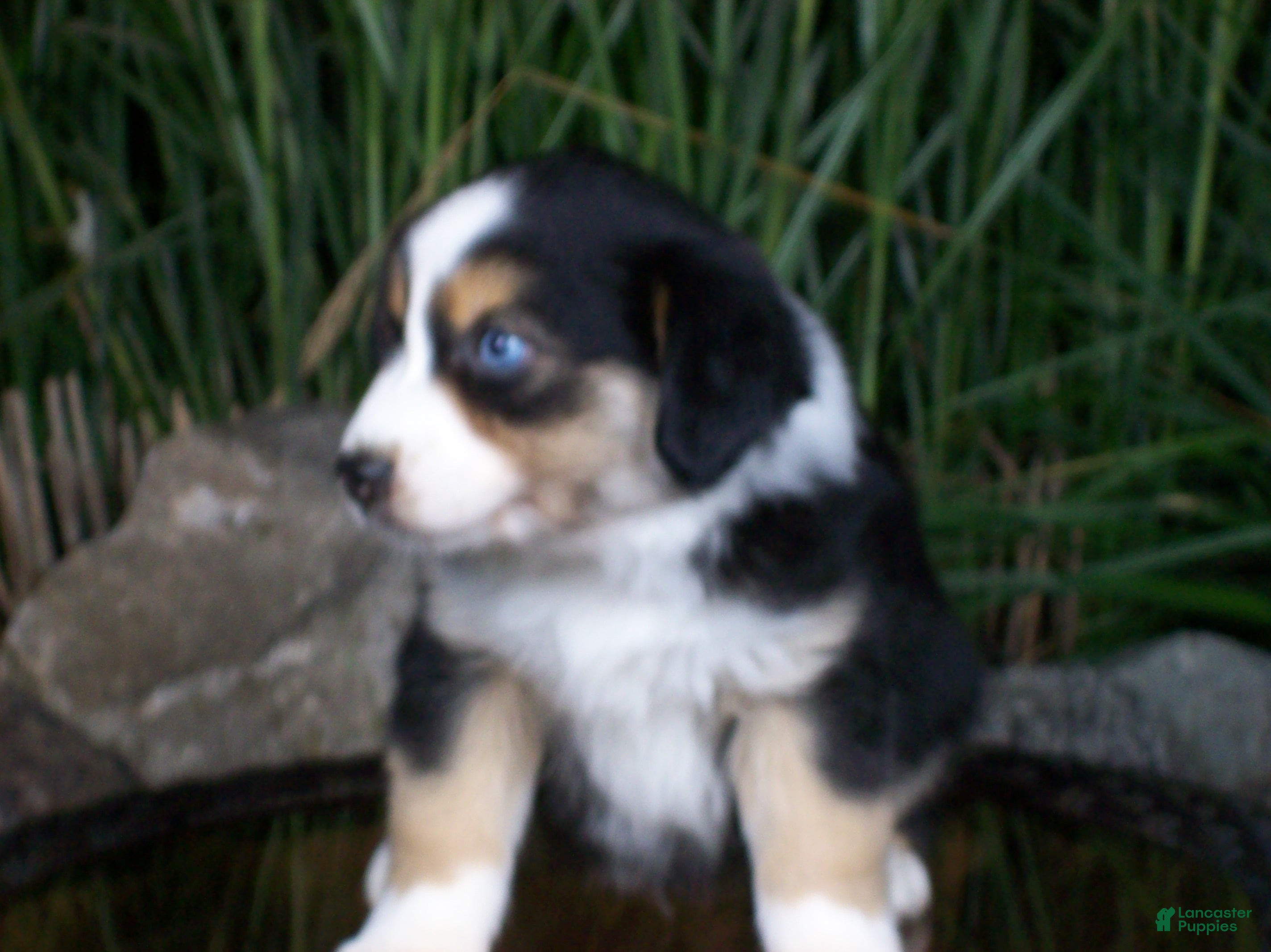 Miniature Australian Shepherd dogs Ryder - Ad 2