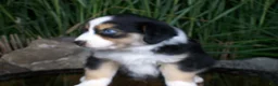 Miniature Australian Shepherd dogs for sale: Ryder - Ad 2