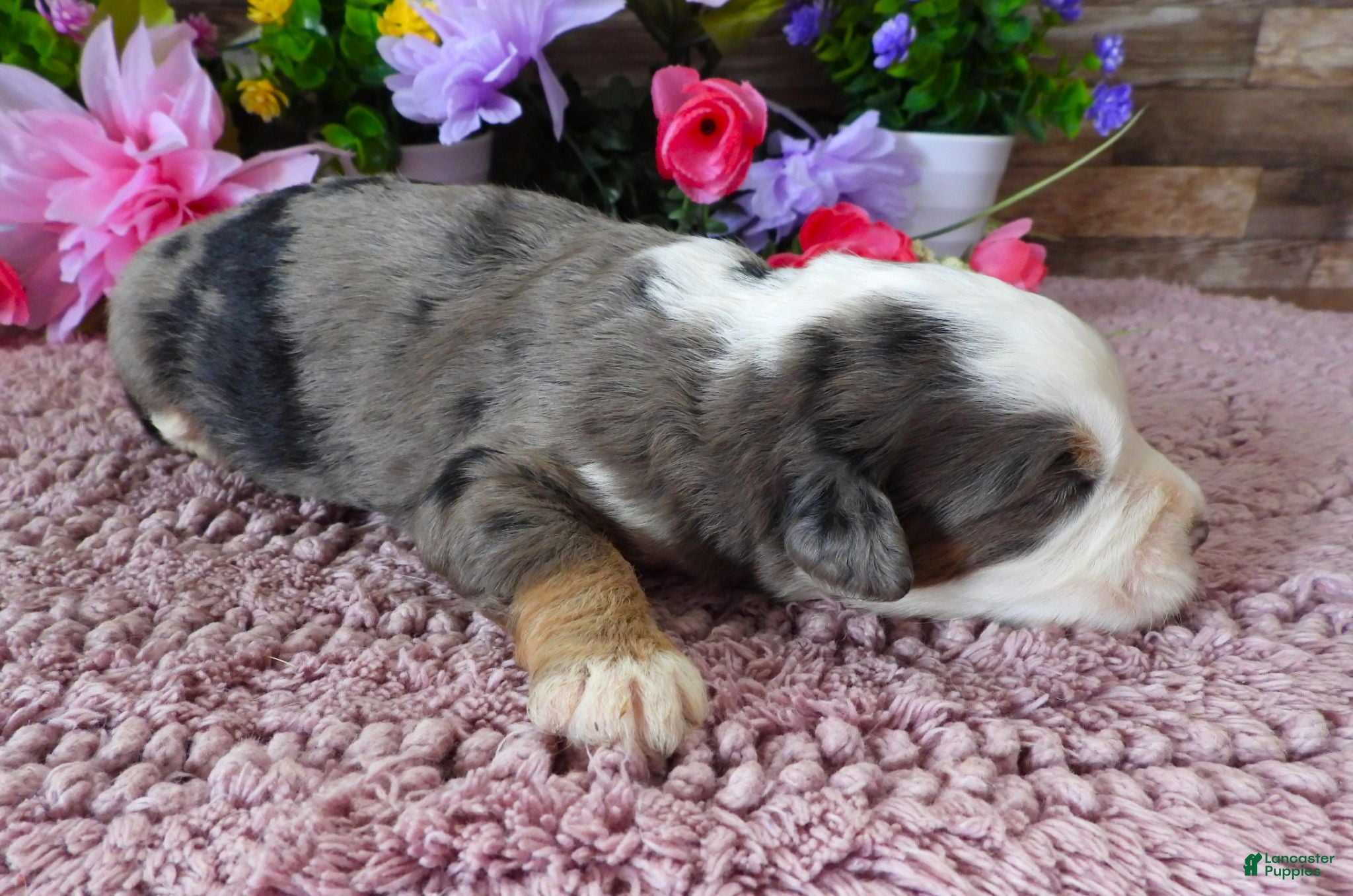Mini Bernedoodle dogs #3 Female (Splash's) - Ad 26