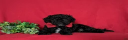 Miniature Poodle dogs for sale: Nolan - Ad 5