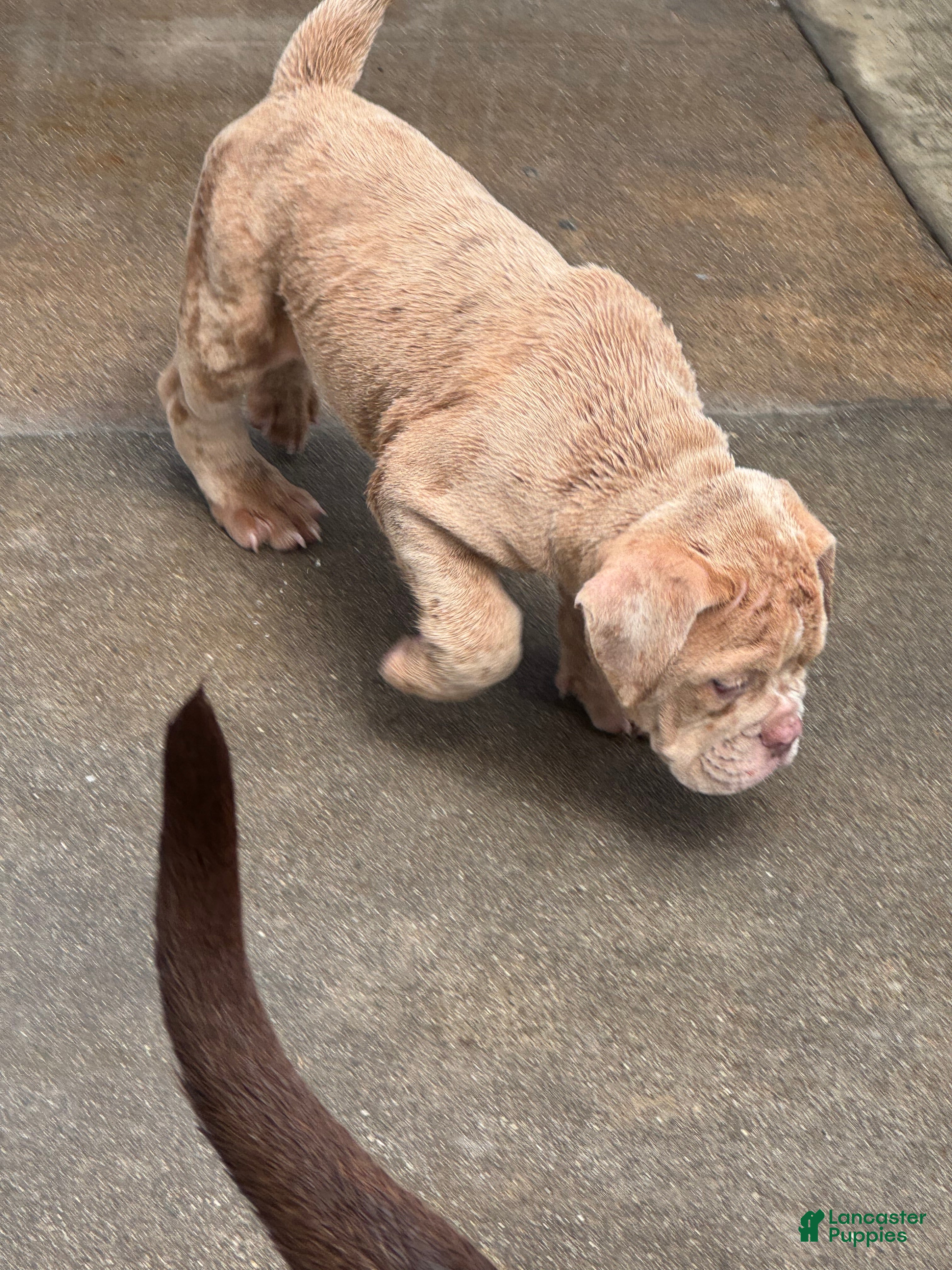 Olde English Bulldogge dogs Olde English Bulldogge 1 - Ad 2