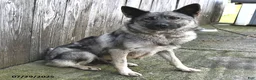 Mixed Breed dogs for sale: Mandy - Ad 4