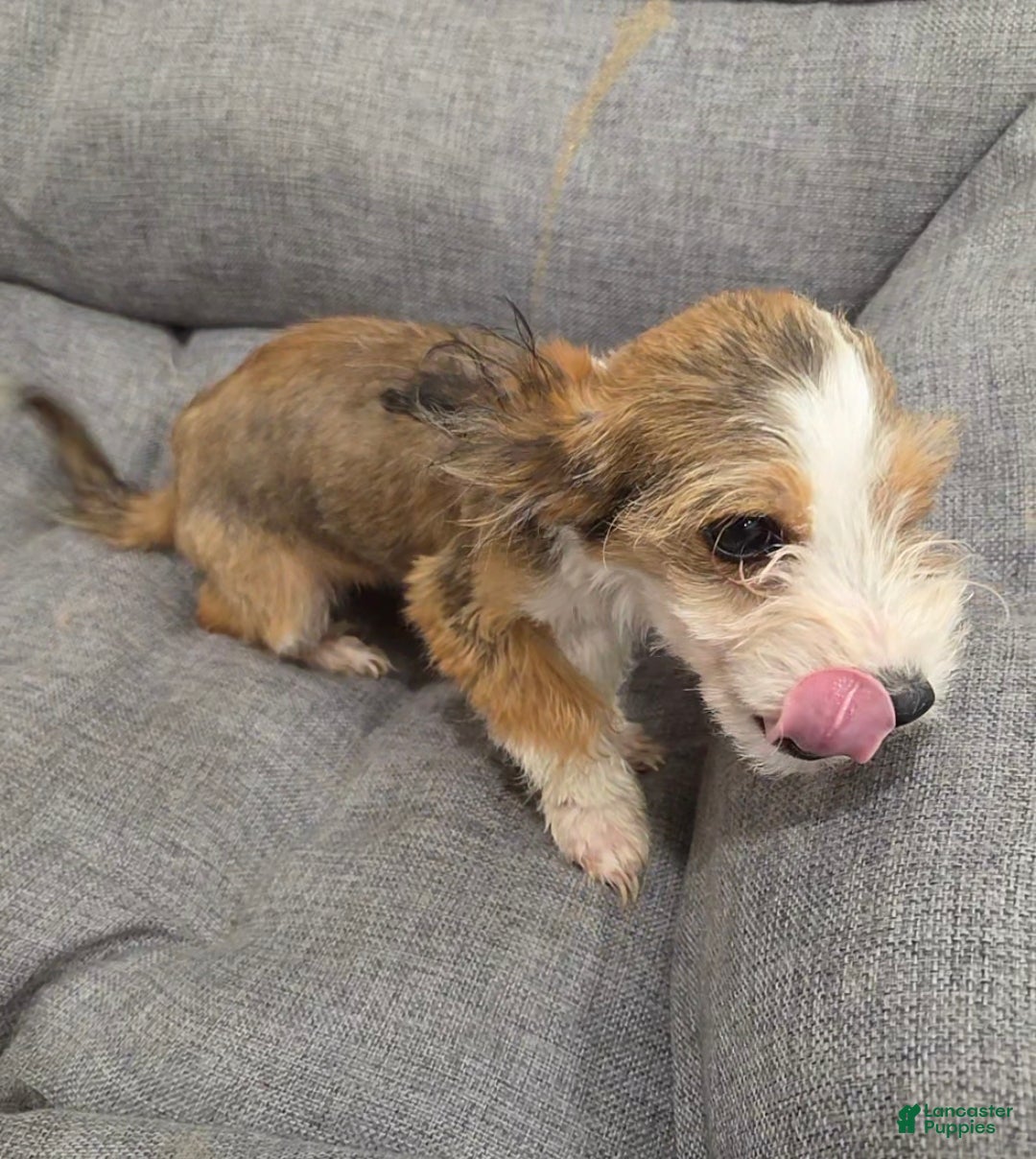 Mixed Breed dogs for sale: Joe Corgi Mixed Small Breed Puppy  - Ad 3