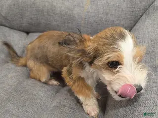 Mixed Breed dogs for sale: Joe Corgi Mixed Small Breed Puppy - Ad 3