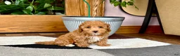 Maltipoo dogs for sale: Maltipoo 2 - Ad 8