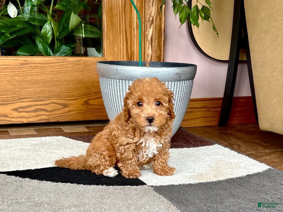 Maltipoo dogs for sale: Maltipoo 2 - Ad 8