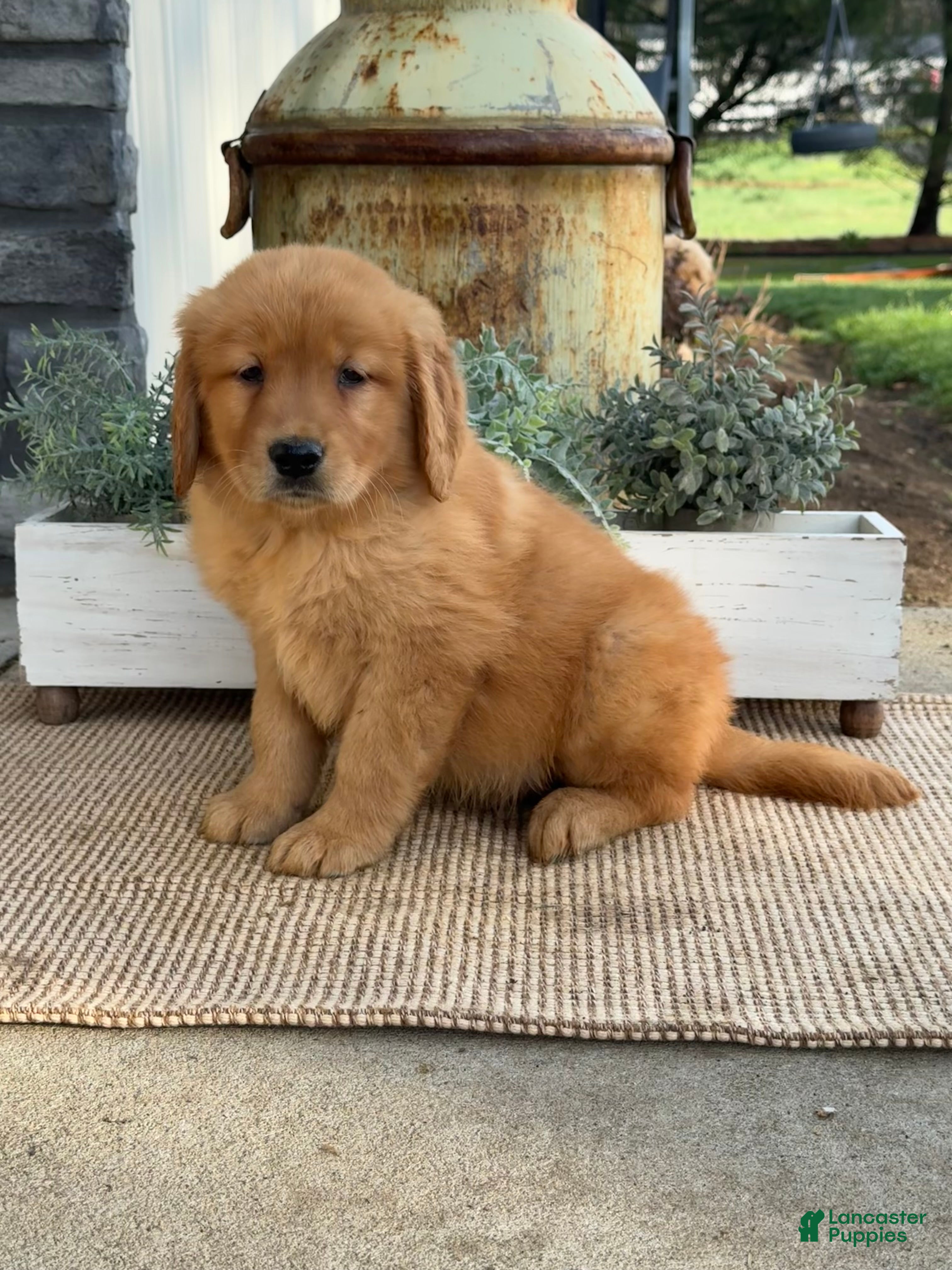 Golden Retriever dogs Walter - Ad 2