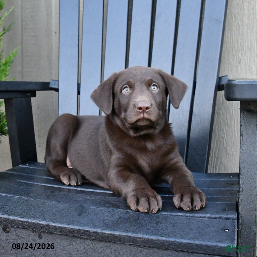 Labrador Retriever dogs Hershey - Ad 2