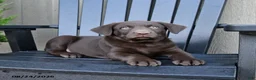 Labrador Retriever dogs for sale: Hershey - Ad 2