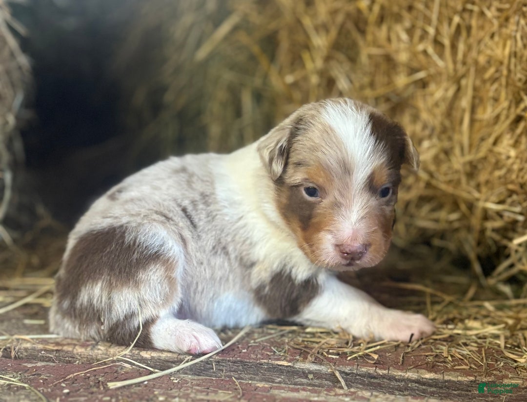 Australian Shepherd dogs for sale: Lincoln - Ad 1
