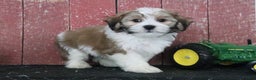 Teddy Bear dogs for sale: Lavern - Ad 3