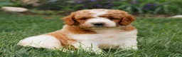 Miniature Labradoodle dogs for sale: Frankie  - Ad 1