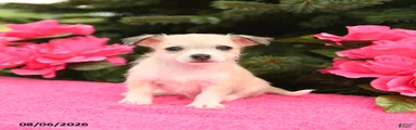 Taffy