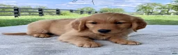 Golden Retriever dogs for sale: Dawson - Ad 3