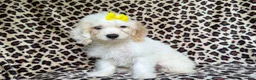Cockapoo dogs for sale: Oakley - Ad 4