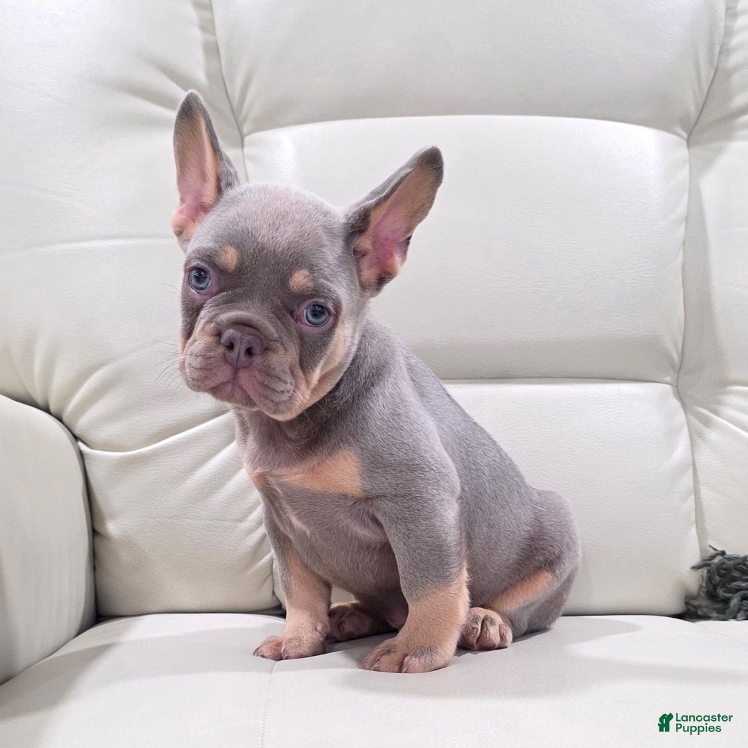 French Bulldog dogs for sale: Karl - Ad 7