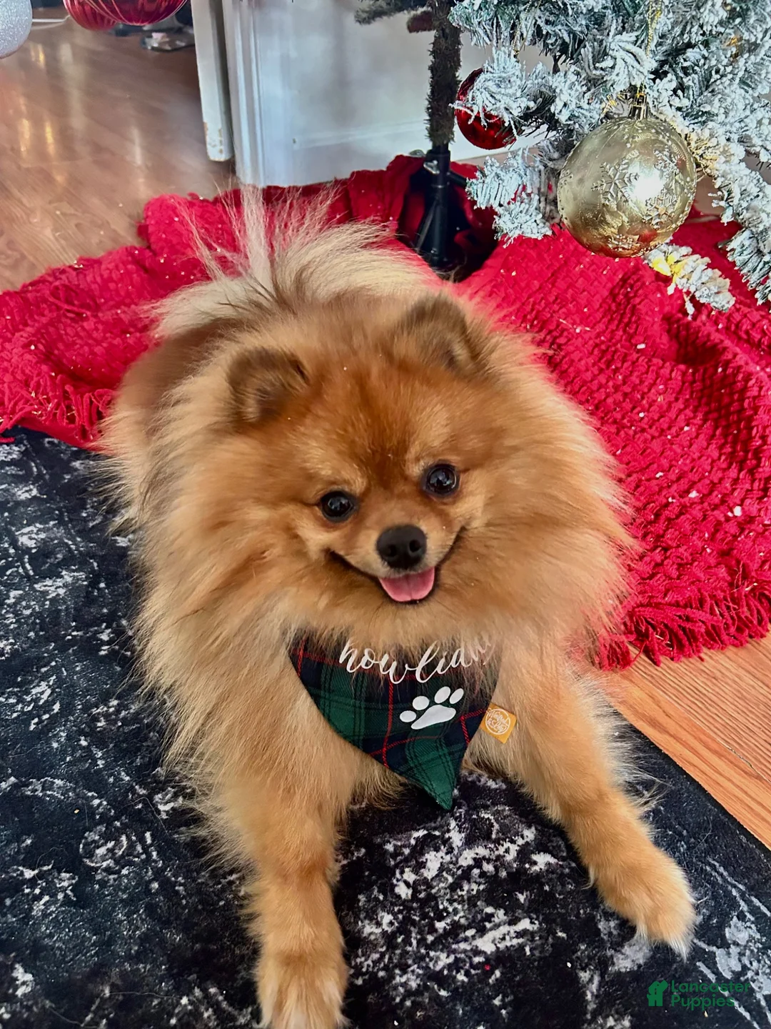 Pomeranian dogs for stud: STUD FOR USE - Ad 1