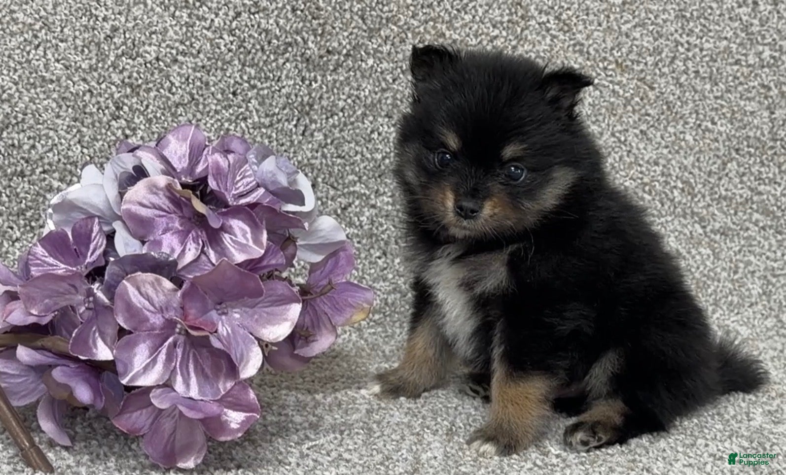 Pomeranian dogs Kirk - Ad 2