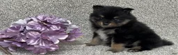 Pomeranian dogs for sale: Kirk - Ad 2