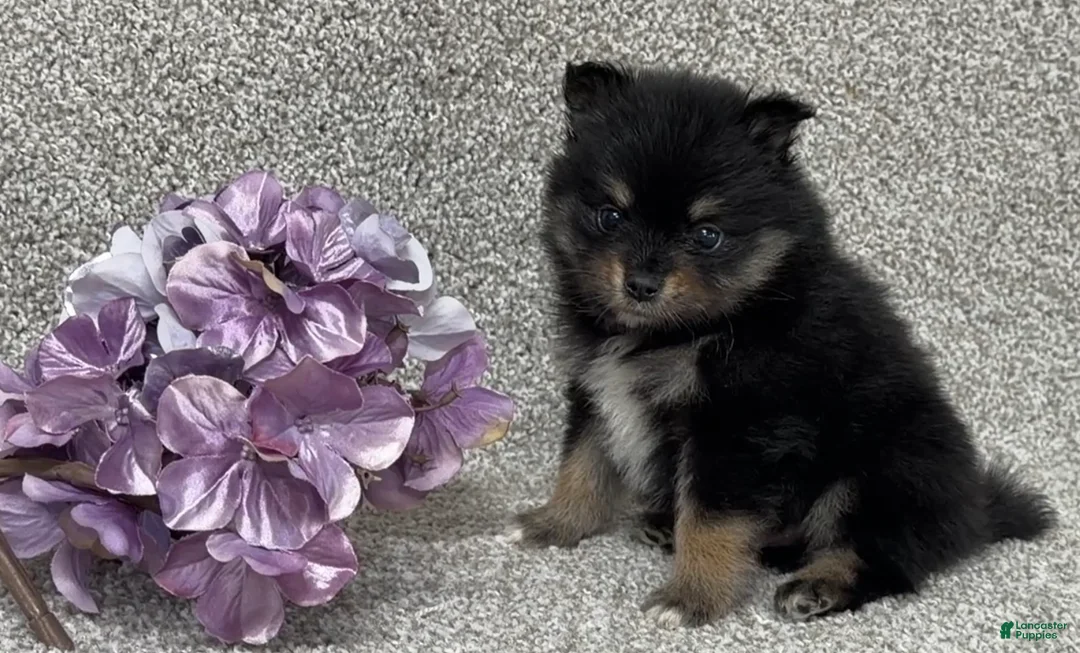 Pomeranian dogs for sale: Kirk - Ad 2