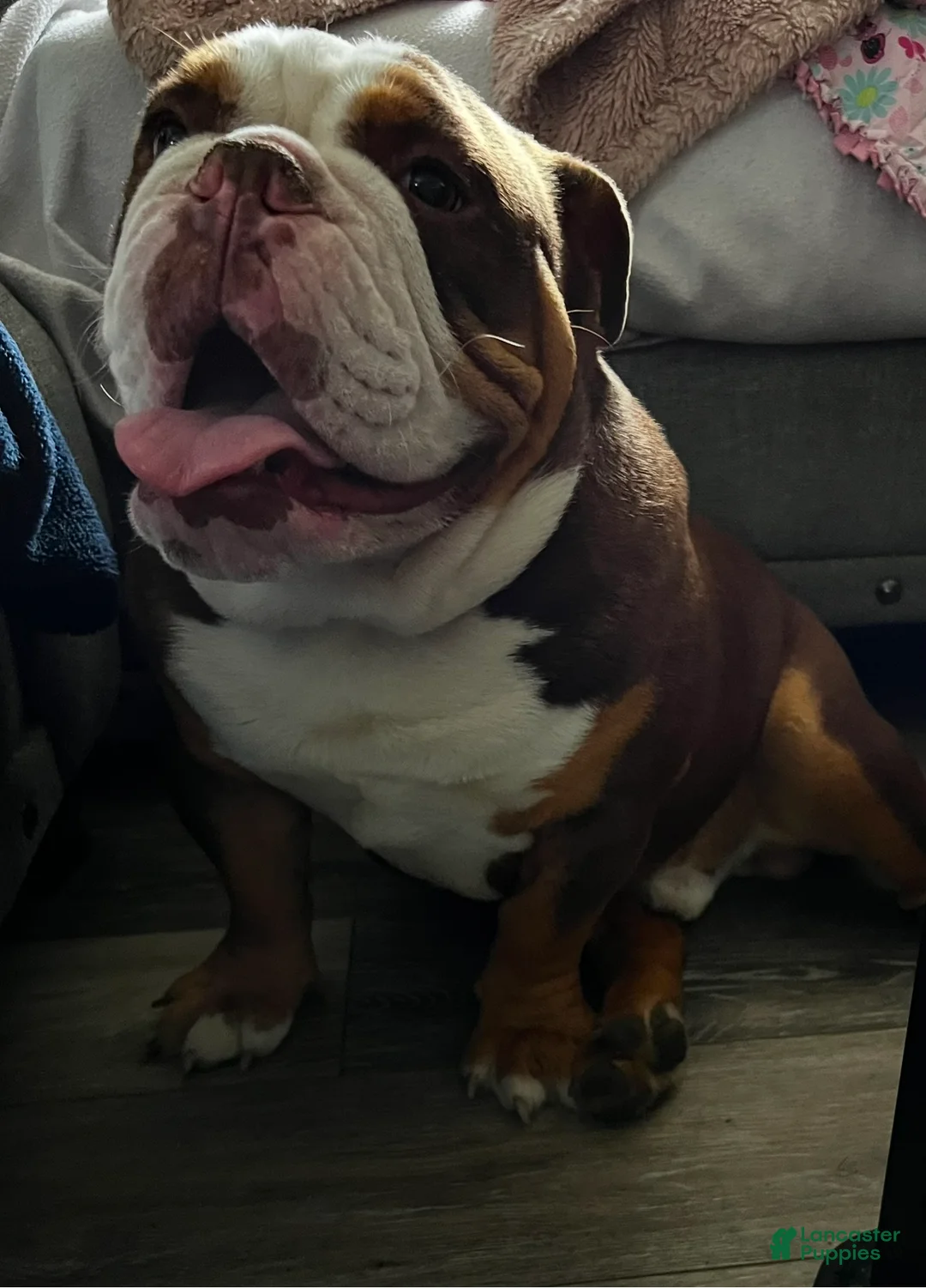 English Bulldog dogs for sale: Faith - Ad 19