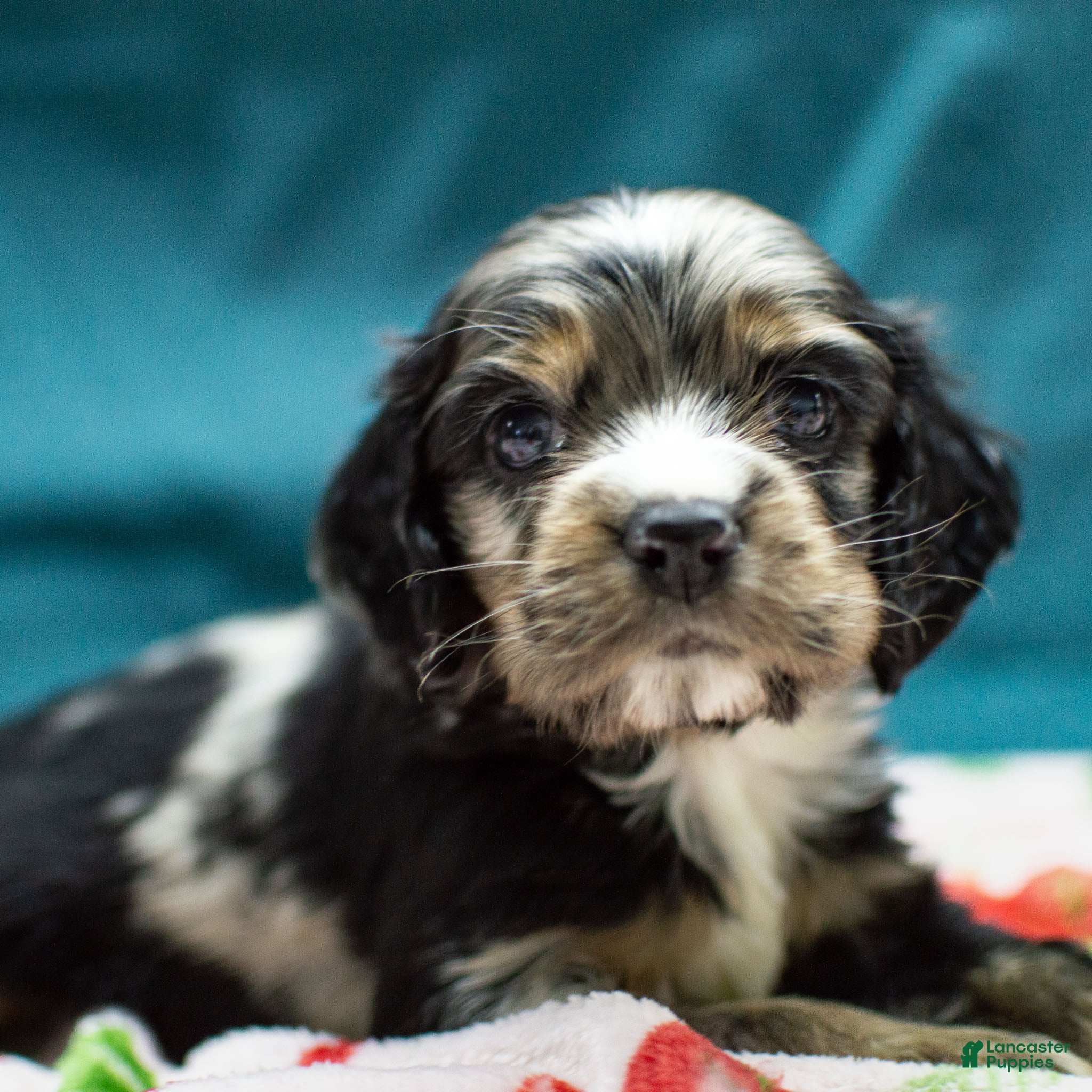 Cocker Spaniel dogs Vince - Ad 1