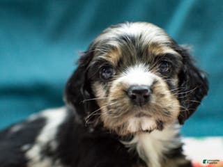 Cocker Spaniel dogs Vince - Ad 29