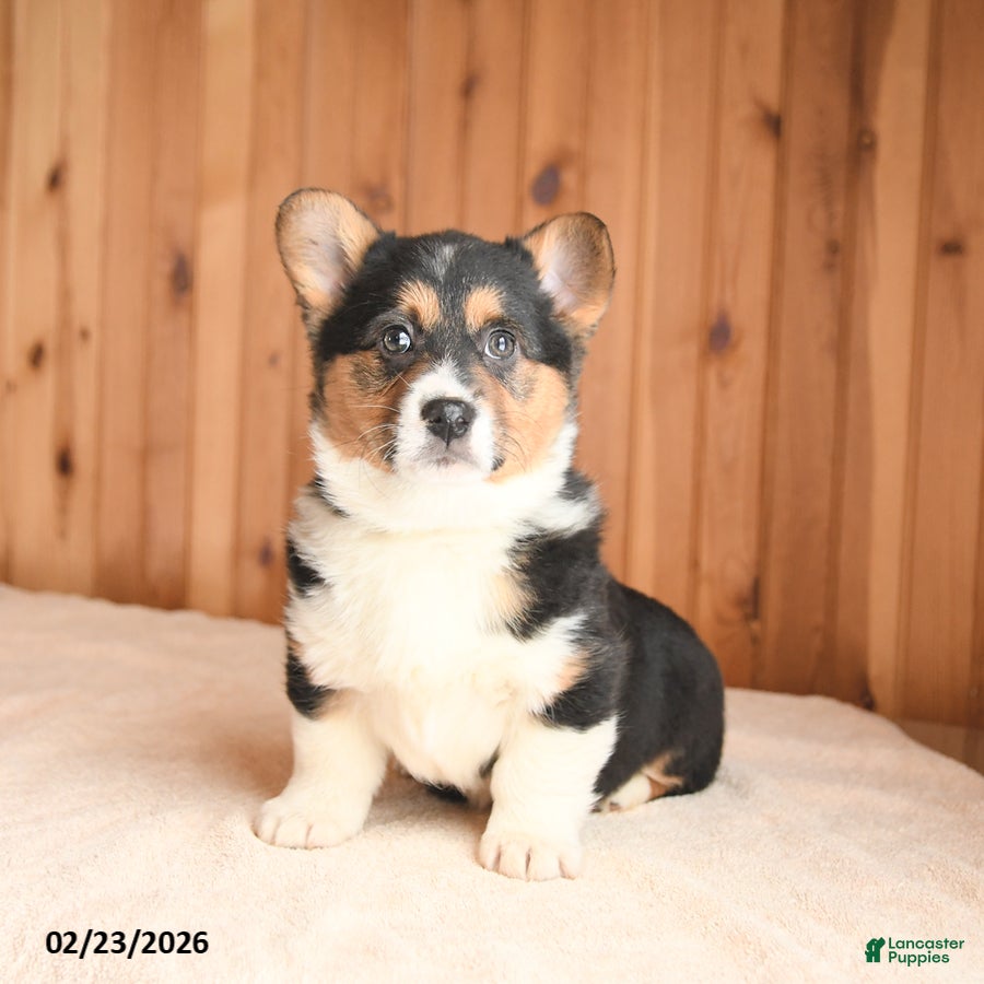 Welsh Corgi Pembroke dogs Diamond - Ad 1