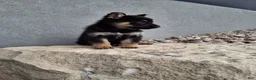 German Shepherd dogs for sale: Skye - Ad 8