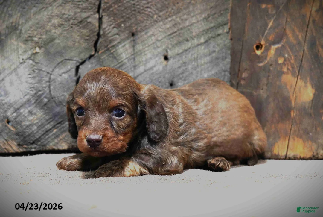 Miniature Dachshund dogs for sale: Cindy - Ad 6