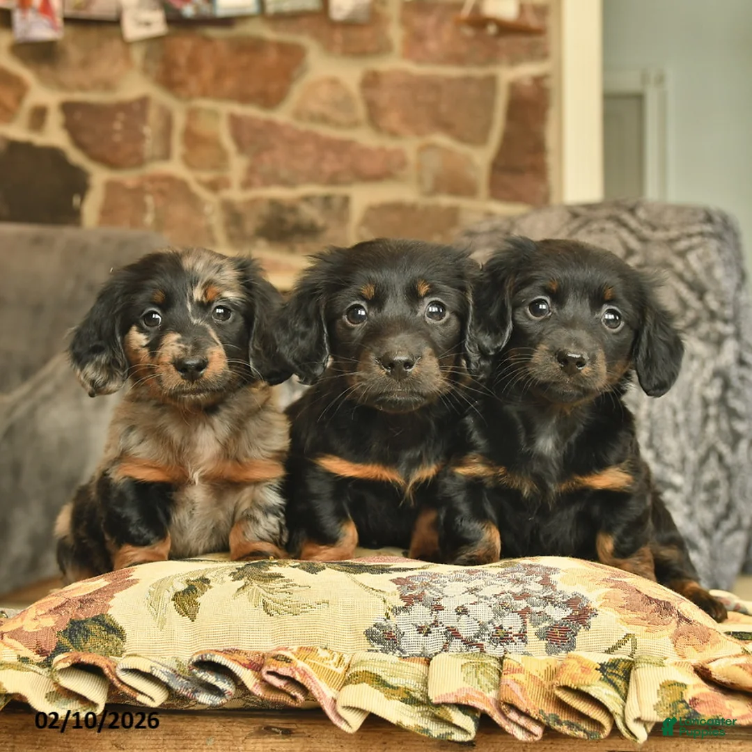 Miniature Dachshund dogs for sale: Missie  - Ad 5